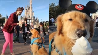 Golden Retriever Stay At Disney World | Funny Dog Videos