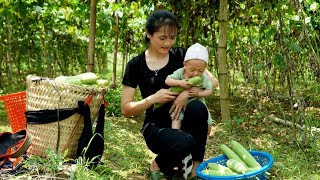 Harvesting luffa garden with my children to sell at the market - daily life