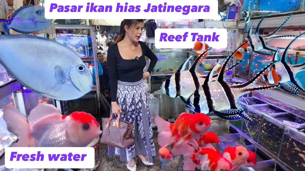 Full video pasar ikan hias Jatinegara . Pusat ikan hias terbesar di Jakarta