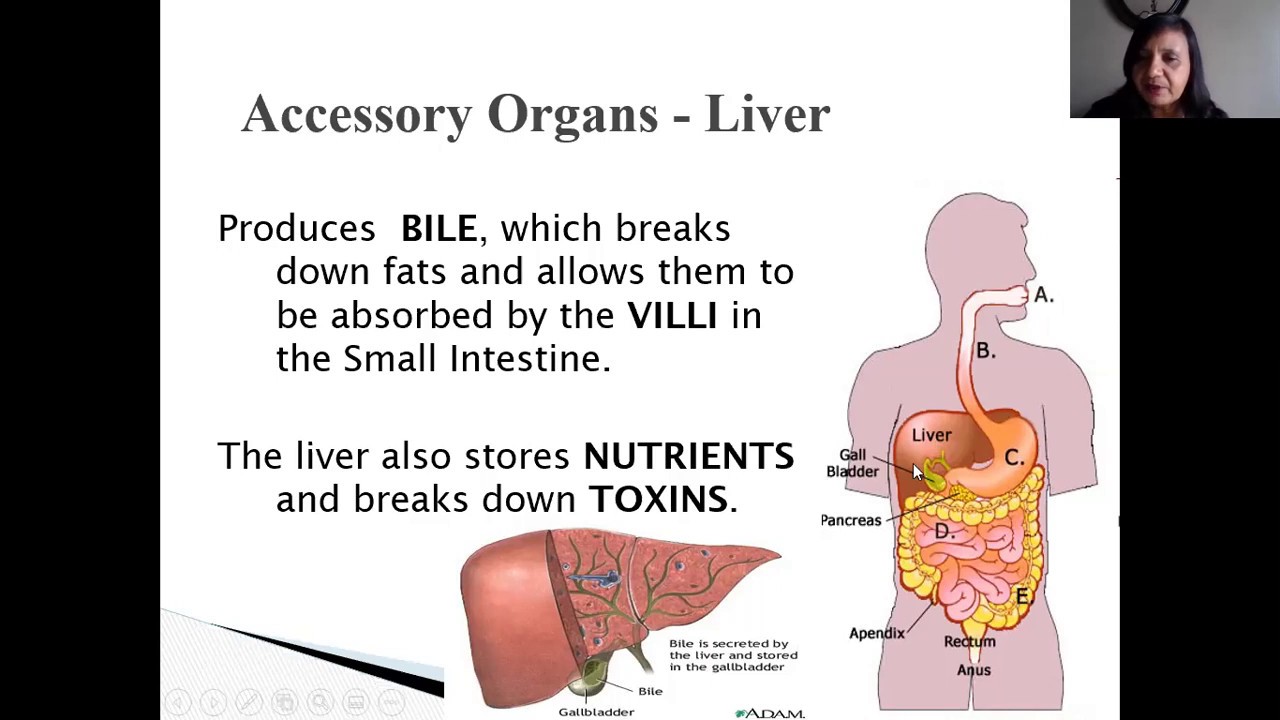 Digestive System Made easy, Theory , Biology, with medical connection