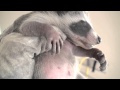 Outsmarting a Mother Raccoon!