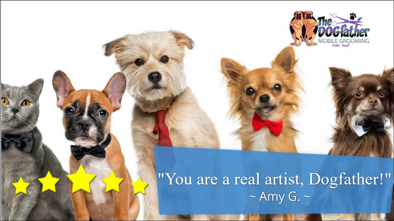 Pet Grooming Don't Miss Our Great Sale In New Haven! YouTube