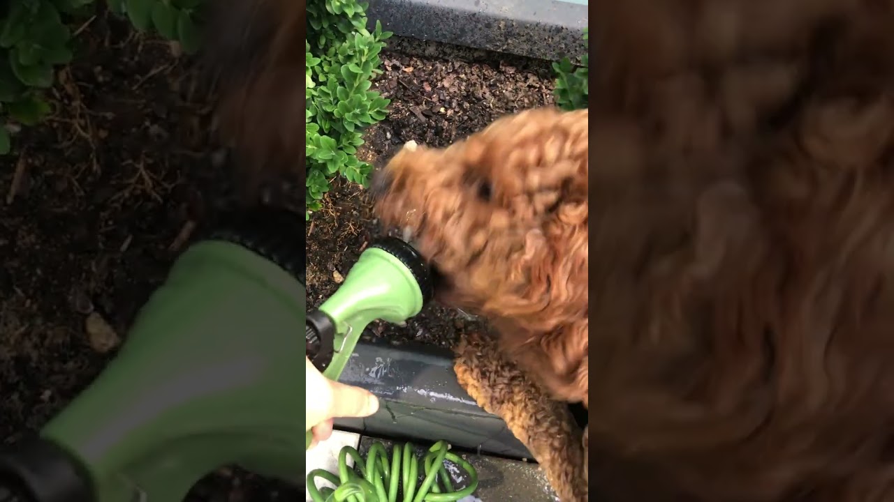 Never get dehydrated Follow my instagram on @archerpuppia