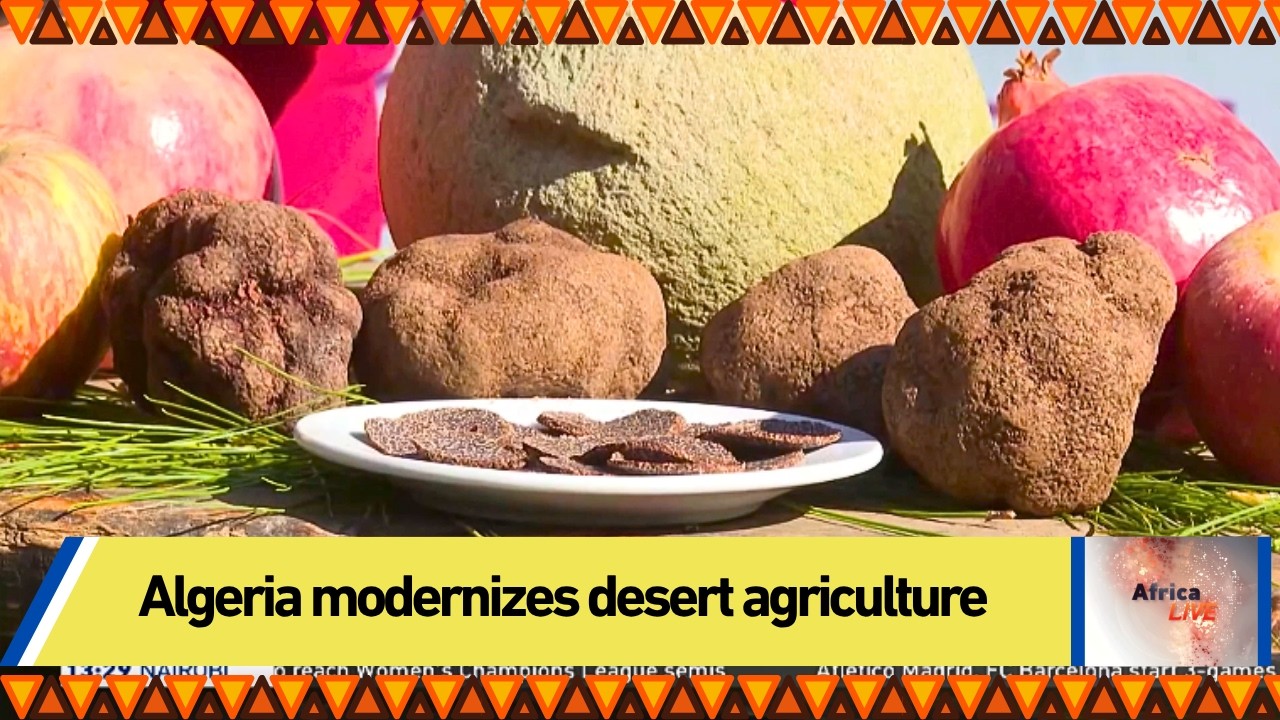 Algeria modernizes desert agriculture