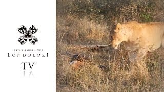 Famous Lioness Steals Impala Kill from Enormous Python - Londolozi TV Profile