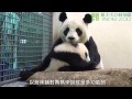 圓圓的床回來了 Giant Panda Yuan Yuan And Yuan Zai's New Bed