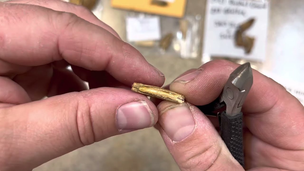 Секреты проращивания самой большой в мире тыквы!!