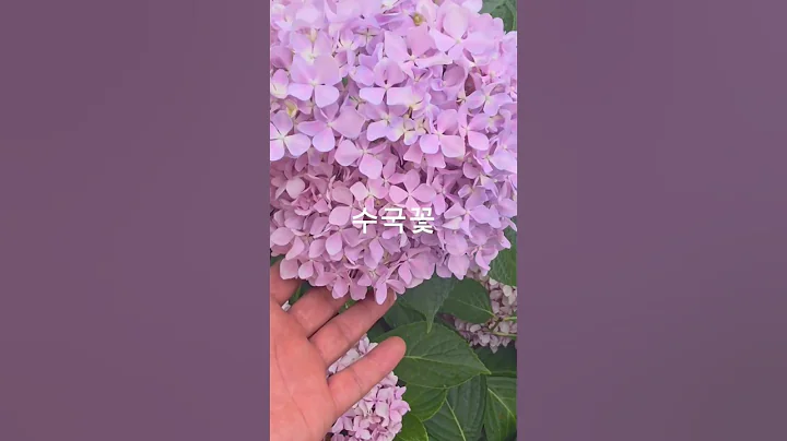 Home entrance decoration ideas gardens #garden #plants #gardening #flowers #youtubeshorts #shorts