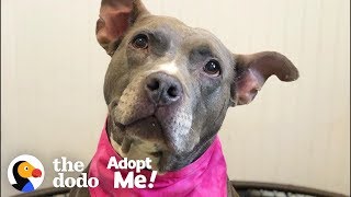 Let’s Help This Pittie Find A Home After 7 Years In The Shelter | The Dodo Adopt Me!