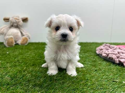 Video Maltese
