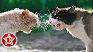 the best funny cat fight videos