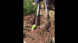 How to catch a gopher with kitchen tongs