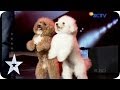 Such a Lovely Dog Acrobatic - Lovly Dog - AUDITION 5 - Indonesia's Got Talent