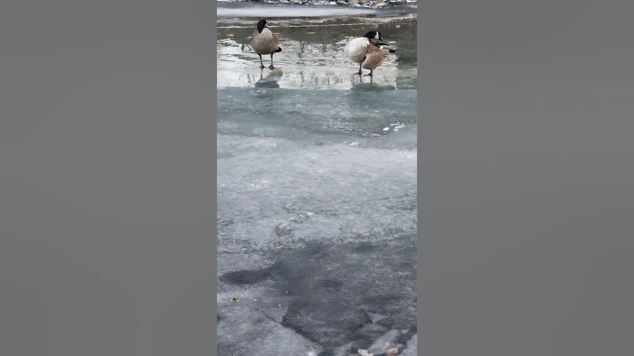 geese cleaning itself on a frozen pond YouTube