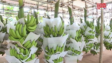 Kinh tế HTX: Xúc tiến thương mại Hợp tác xã năm 2019