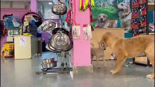 Unconditional: Your Trusted Pet Store and Spa screenshot 5