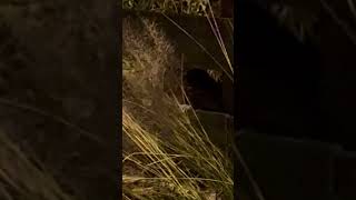 🦝 Raccoon Spotted Near Brownwood Paddock Square! 🌳