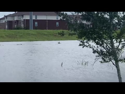 Video shows dolphin swimming in Louisiana neighborhood after Hurricane Ida
