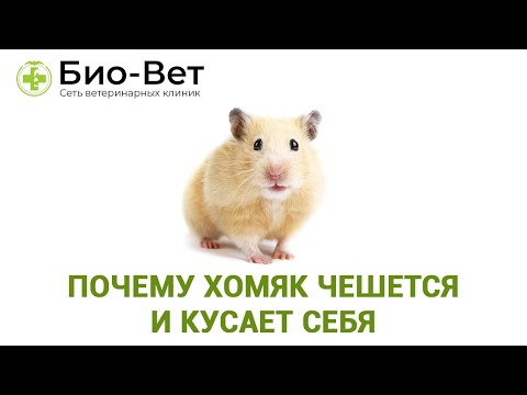 Почему хомяк чешется и кусает себя