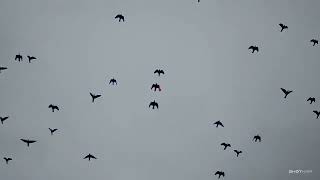Chasse Pigeon Corse - Migration 2023-2024 - Compilation Shotkam - Partie 1