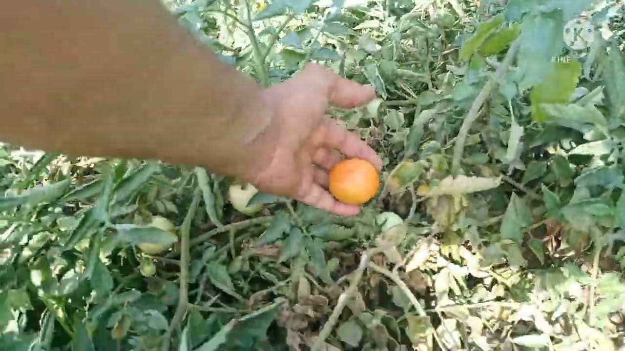 Traditional village life in Mewat India.