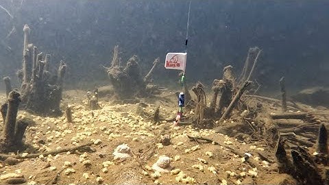 Cận Cảnh Cá Ăn Mồi Vê Câu Đài Dưới Nước