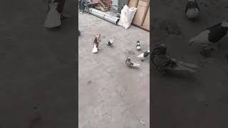 numnum numnum#comedy #trendingsong #viralvideo #viral #funny #pigeon #live