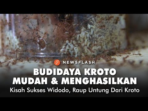 Budidaya Kroto Yang Mudah Dan Menghasilkan Kisah Sukses Widodo