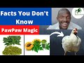 How To Use Pawpaw leaves  For Chicken As A  Natural Growth Promoters/Dewormer, plus Preparation