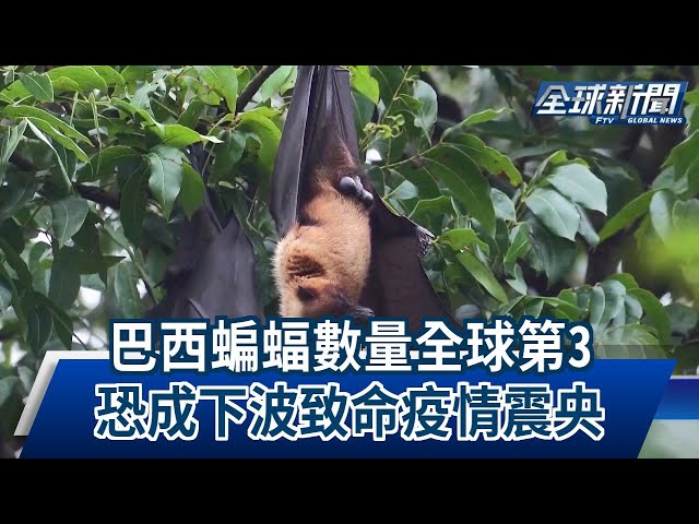 【民視全球新聞】巴西蝙蝠數量全球第3 恐成下波致命疫情震央 2023.05.21