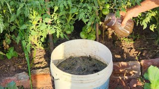 "I Doubled My Harvest with This!" (The Liquid Fertilizer Your Garden Needs)