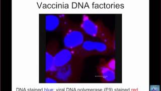 TWiV 106: Making viral DNA II