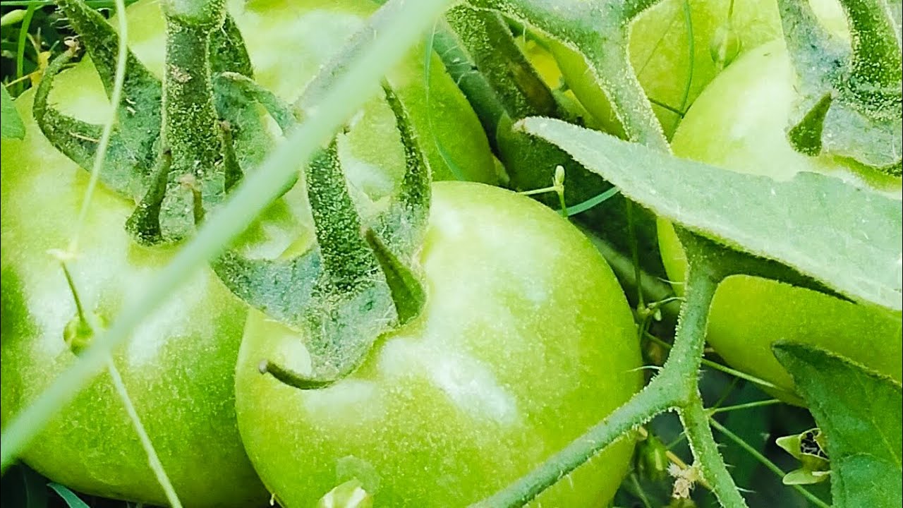 chhota_ farming_6267 is live tamatar ke form per