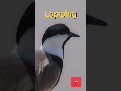 Suara Lapwing