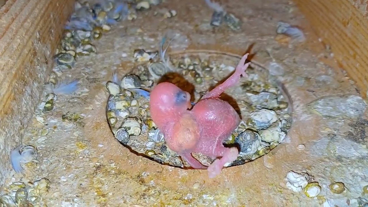 اسباب موت الفروخ الصغيره بعد الفقس