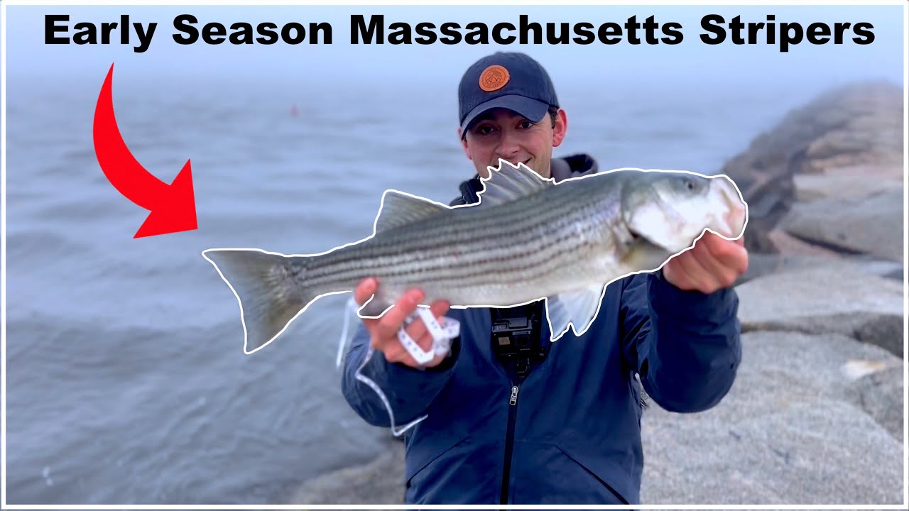 Early Season Massachusetts Striper Fishing (tagged fish caught) YouTube