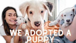 WE ADOPTED A PUPPY IN TX // getting my puppy vlog!