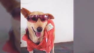 Adiye Podi Pacha Sirukki - Ms Grace 🐕