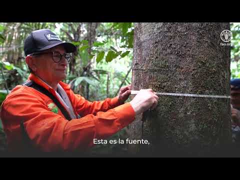 Estudio de bosques amaz&oacute;nicos a trav&eacute;s de Parcelas Multiprop&oacute;sitos Permanentes