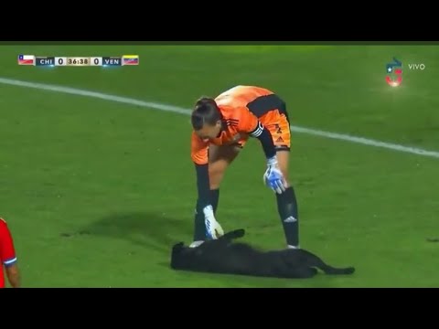 DOG INVADES PITCH - Chile vs Venezuela Womens Football