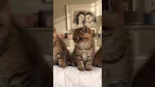 Wednesday katty dance 😻