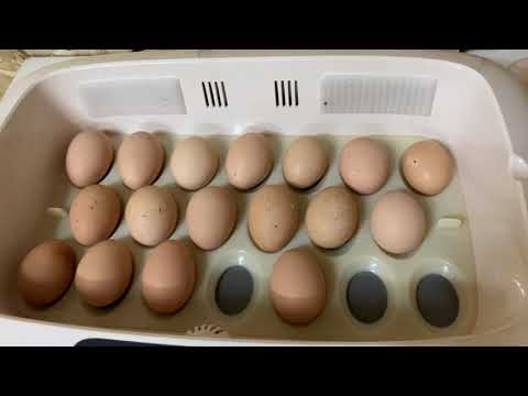 Видео: Растик тахианы өндөг хэрхэн зарах вэ