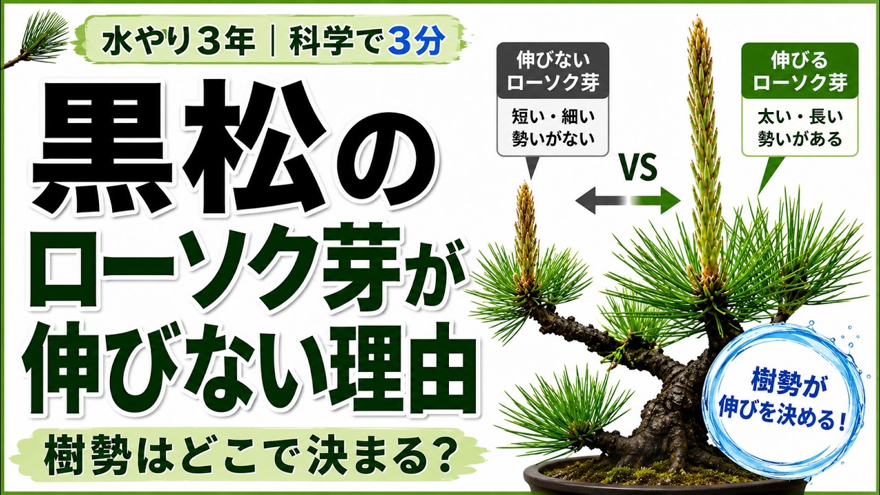 A group of unkempt red pines - YouTube A group of unkempt red pines - YouTube