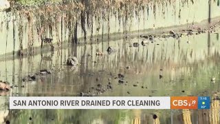 San Antonio River Gets Drained For Cleaning