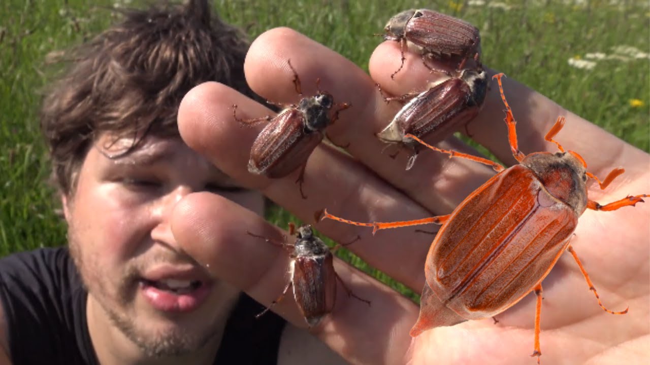May Bug / Cockchafer (Melolontha melolontha) - Bart Coppens Outdoors