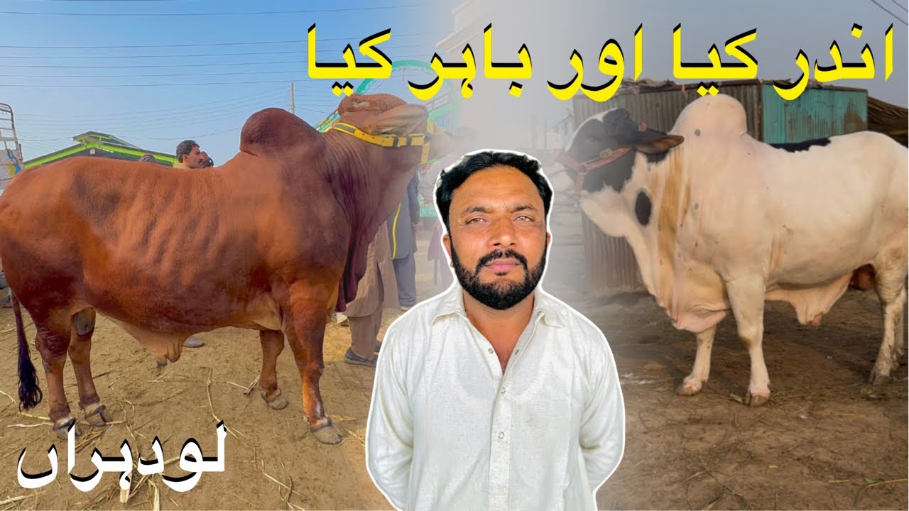 Inder Kya Or Bhir Kya??😊||Lodran Farm||King of Multan Mandi 