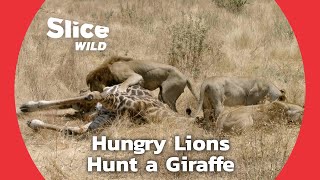 Lions Launch a Risky Attack Amid the Shortage of Food | SLICE WILD