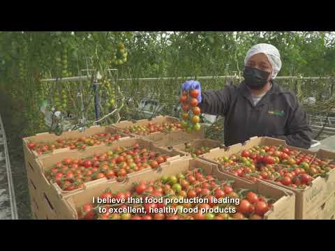 Video: Uzgoj rajčica sa solarnim požarom: saznajte više o zahtjevima za zaštitu od solarnih požara