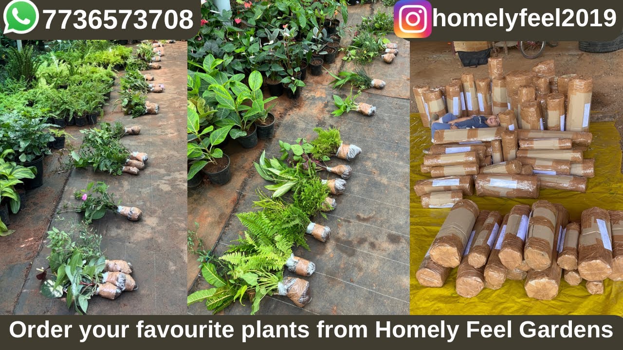 Order Your Favourite Plants from Homely Feel Gardens 7736573708