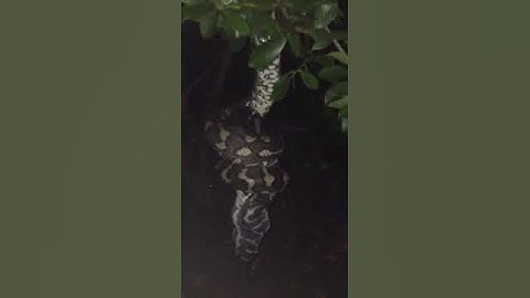 Python eating bat